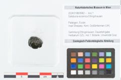 Foto (Objekt + Etikett) von Salisburia eocenica Ettingshausen (NHMW-GEO-2024-0188-8982)